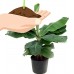 Dwarf Banana Plant - Musa - 4" Clay Pot/Better Growth   